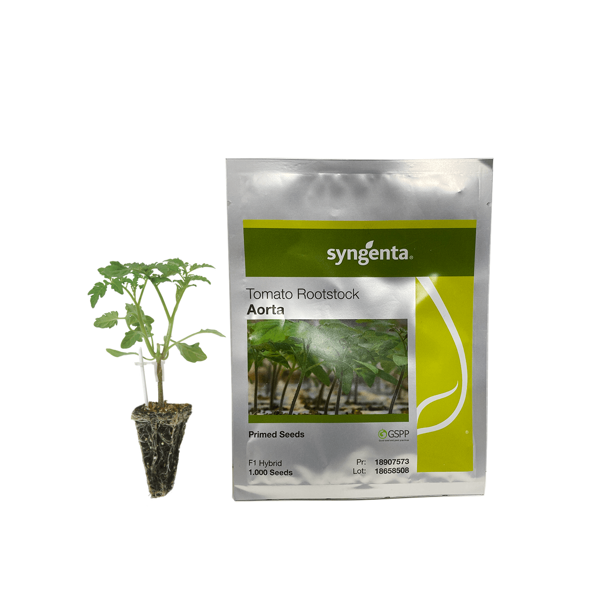 Porta Injerto Aorta Sobre 1 millar Primed