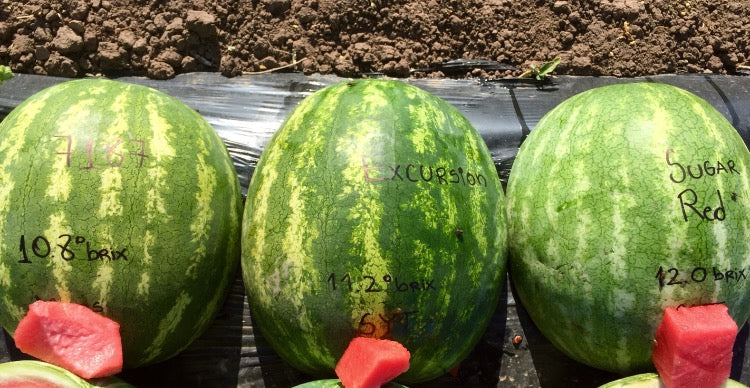 Sandia Sugar Red Sobre 5 Millares