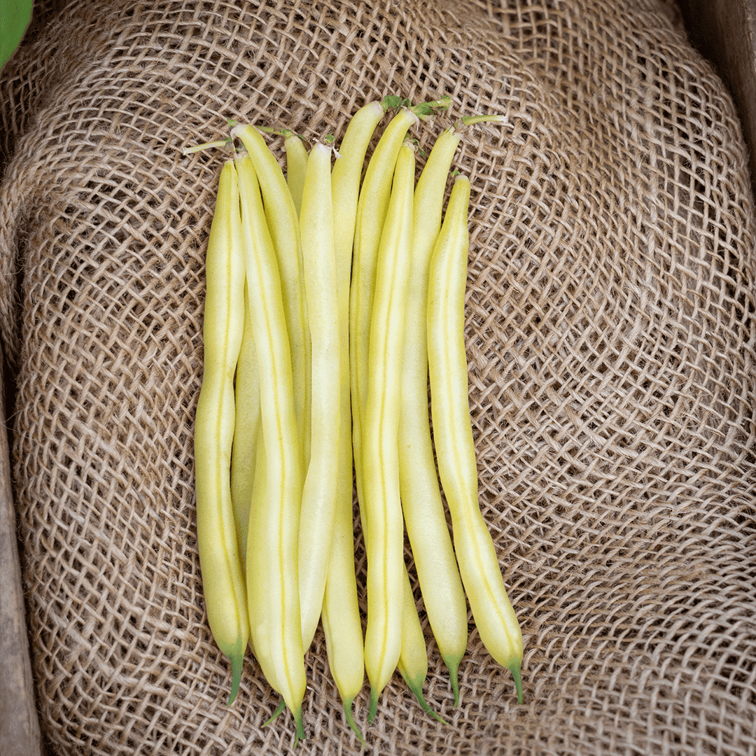 Ejote Amarillo Wax Goldrush Saco 50Lb