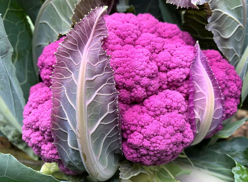 Coliflor Morada Graffiti sobre 5 millares