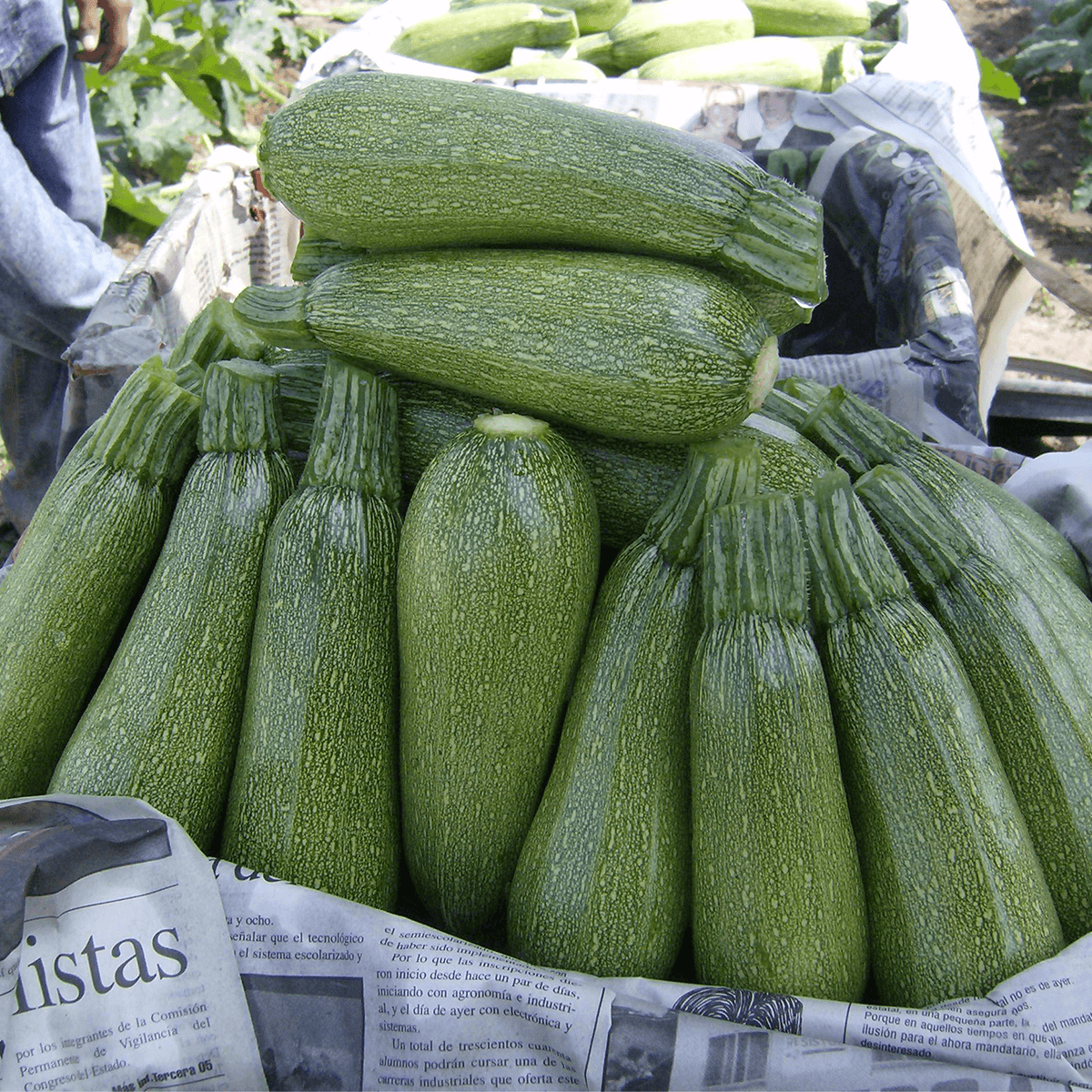 Calabaza Grey Zucchini Sobre de 1 Libra