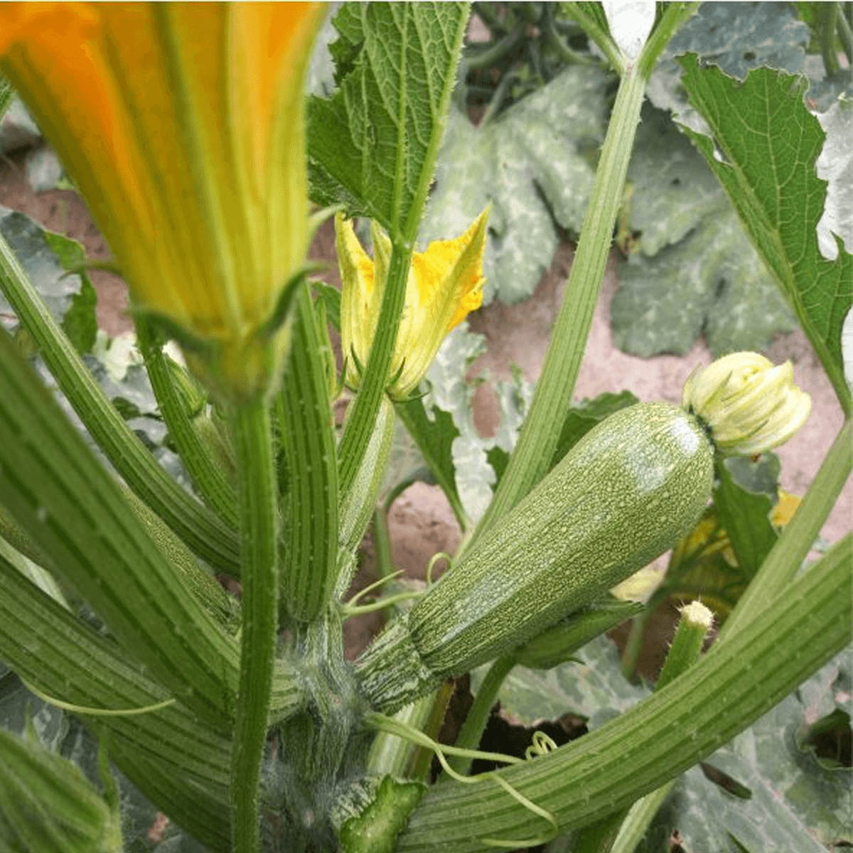 Calabaza Grey Zucchini Saco 50Lb