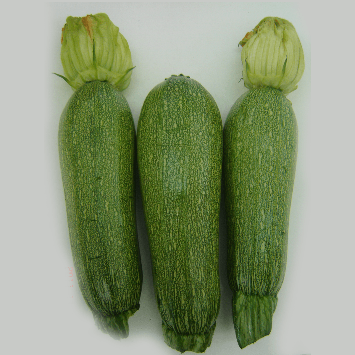 Calabaza Grey Zucchini Saco 50Lb