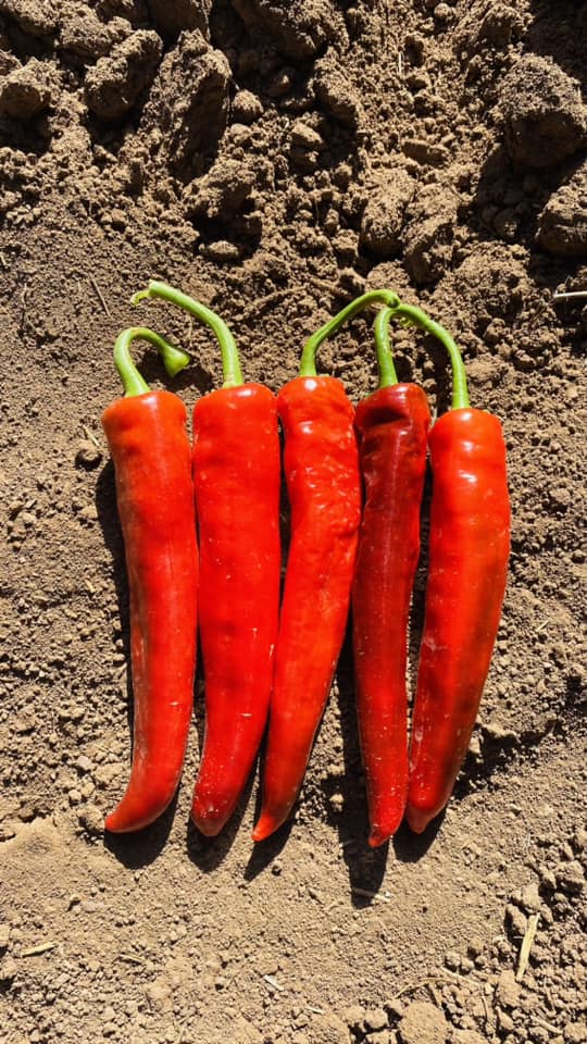 Chile Guajillo Castillo Sobre 50 Millares