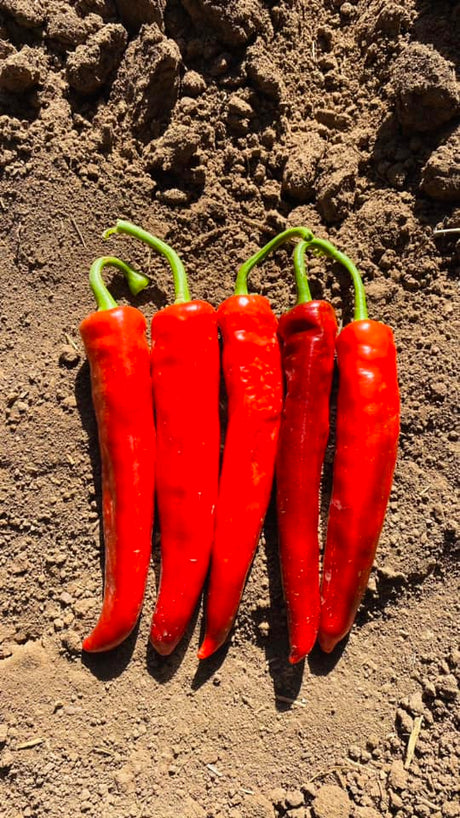 Chile Guajillo Castillo Sobre 50 Millares