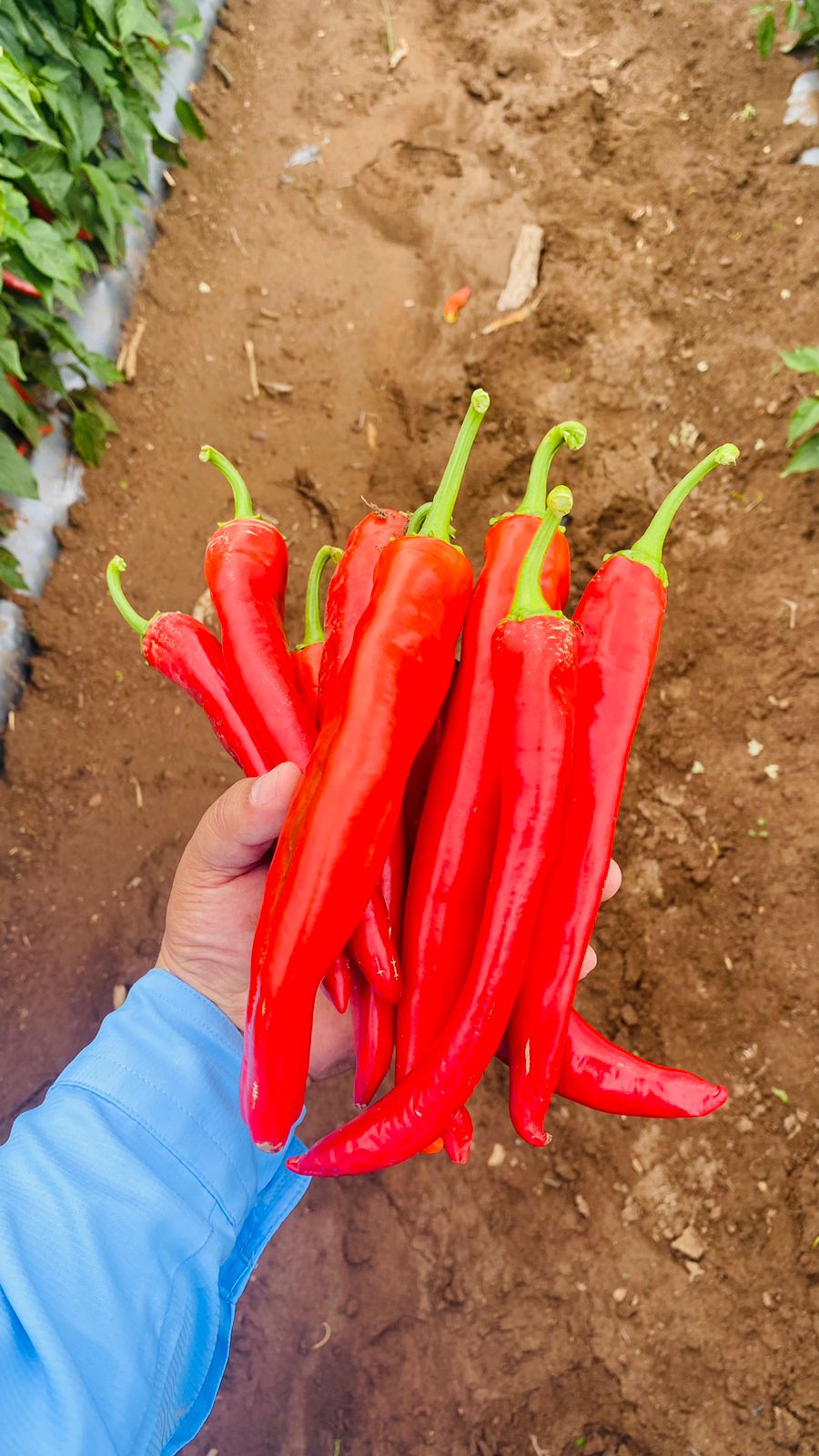 Chile Guajillo Fuerte (1401) Sobre 50 Millares