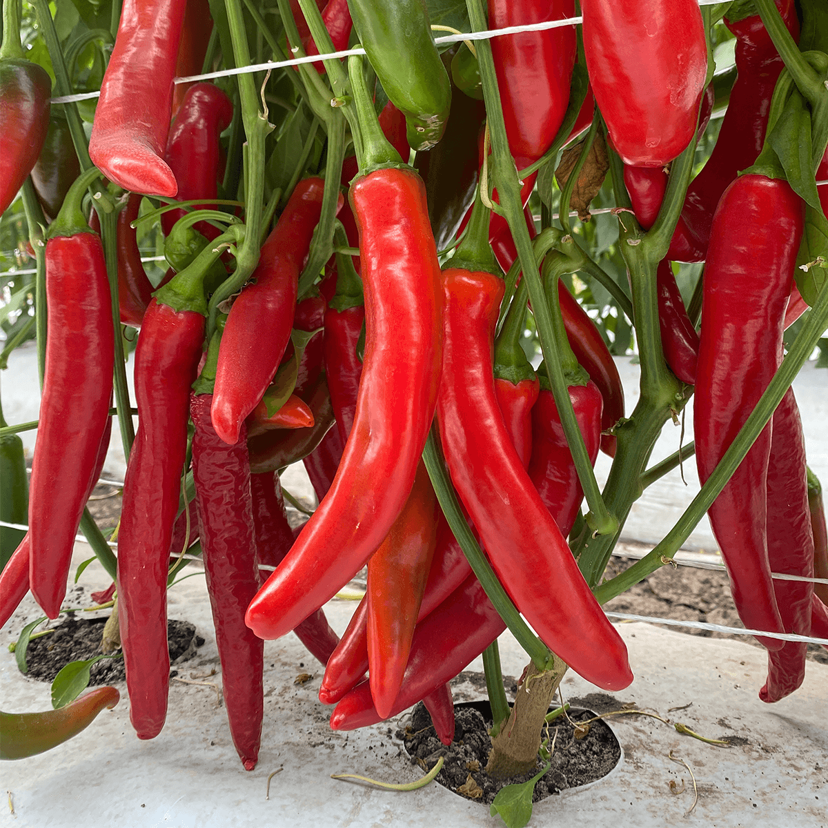 Chile Guajillo Fuerte (1401) Sobre 50 Millares