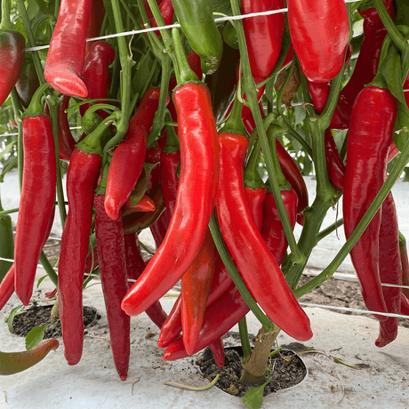 Chile Guajillo Fuerte (1401) Sobre 50 Millares