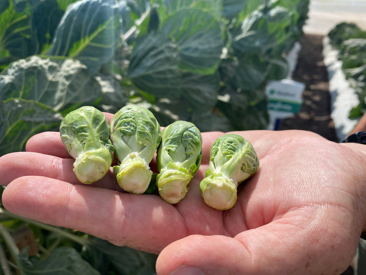 Col de Bruselas Gustus Sobre 100 millares