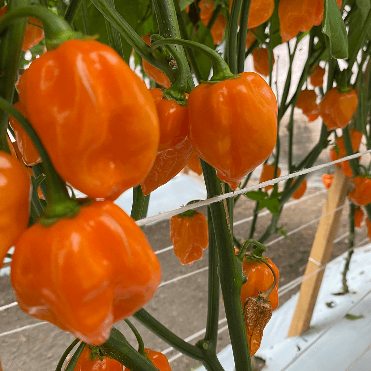 Chile Habanero Naranja Sobre 15 millares