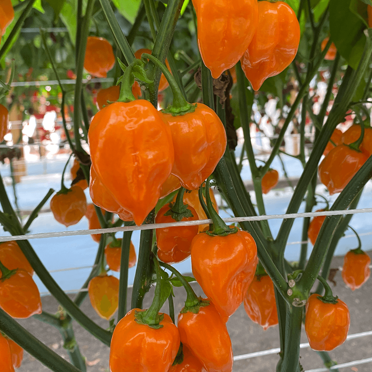 Chile Habanero Naranja Sobre 15 millares