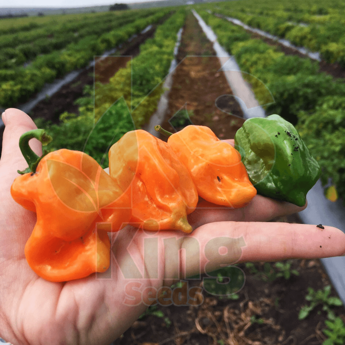 Chile Habanero Naranja Sobre 15 millares