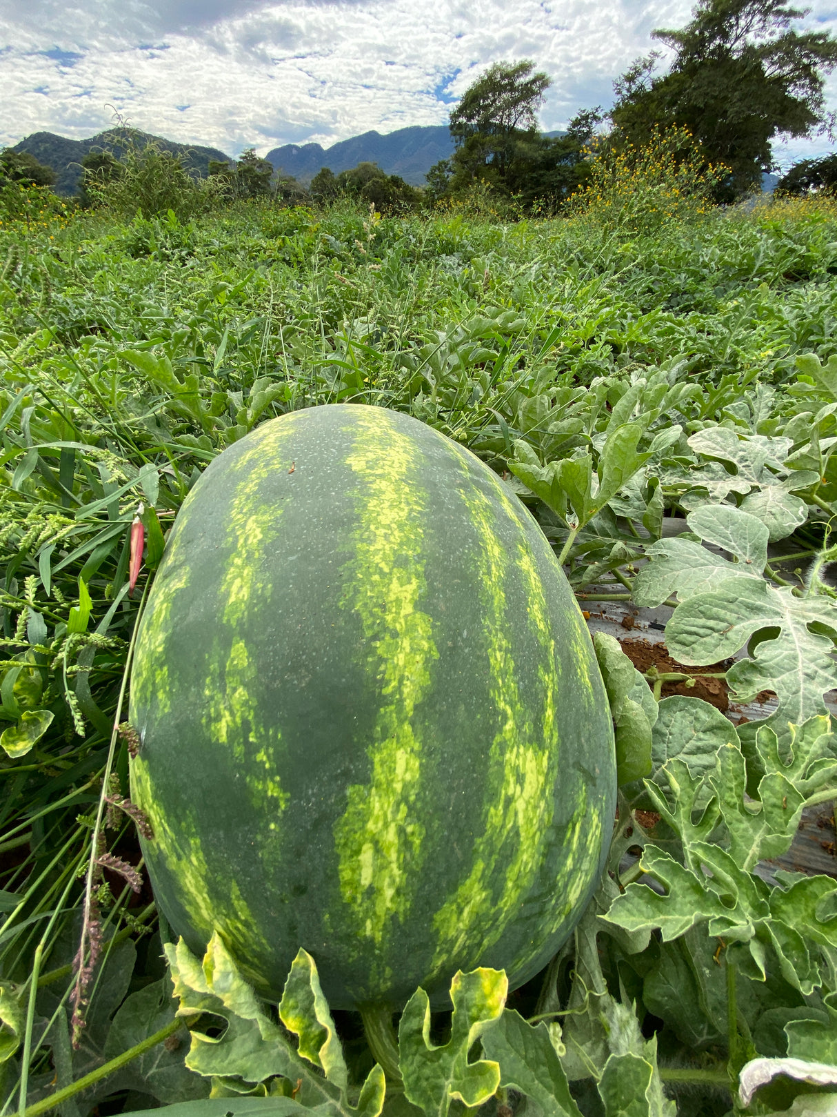 Sandia Deliciosa Sobre 5 Millares
