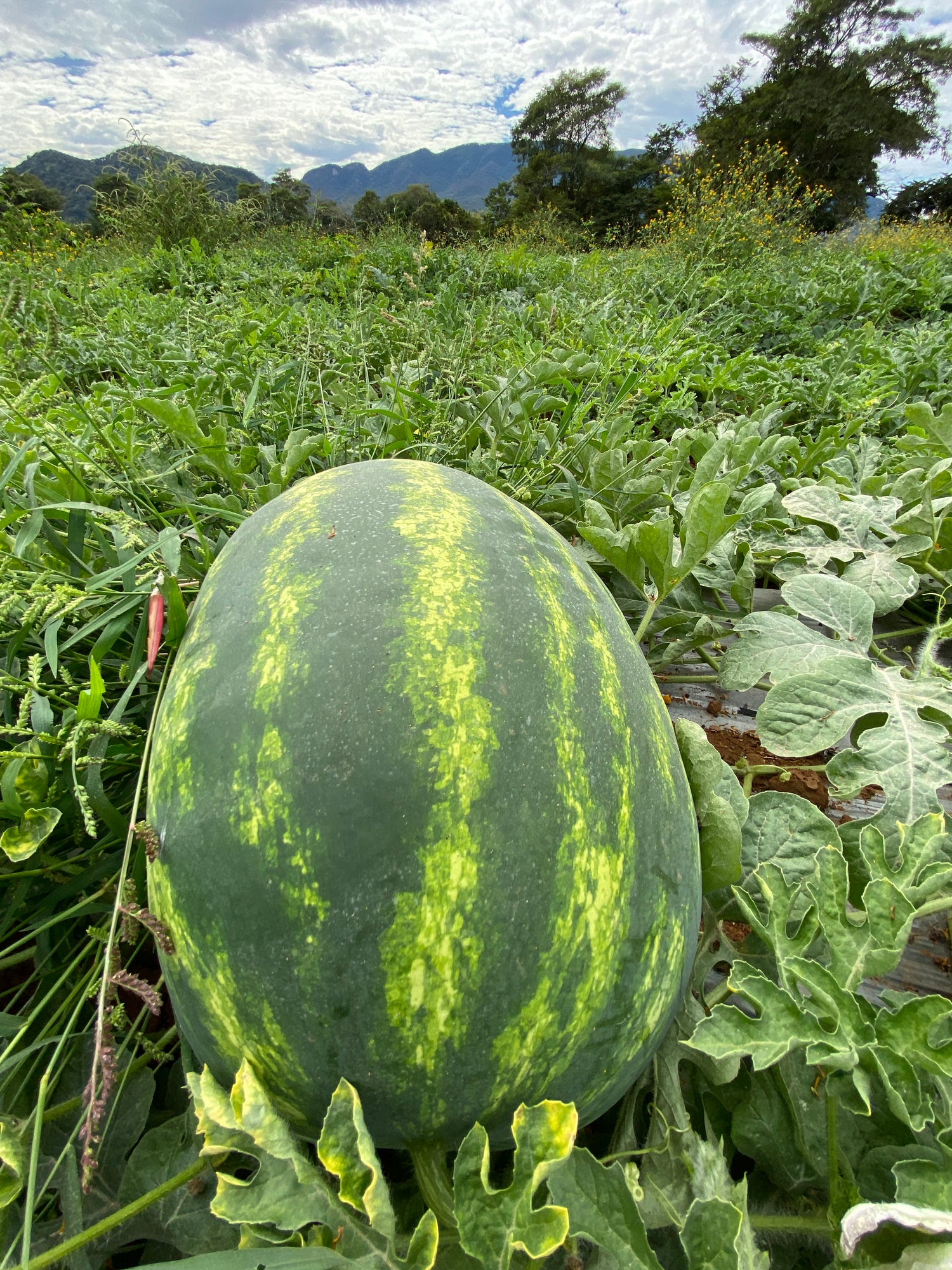 Sandia Deliciosa Sobre 5 Millares