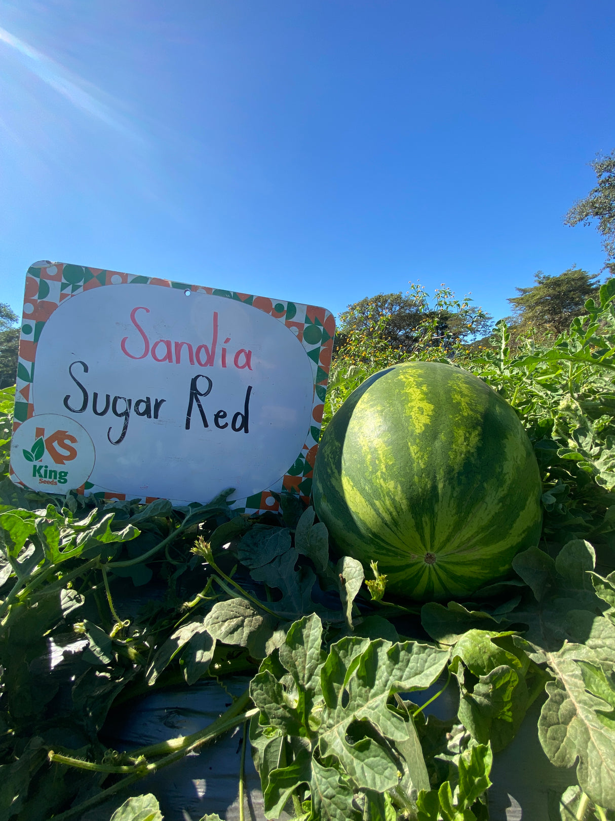 Sandia Sugar Red Sobre 5 Millares