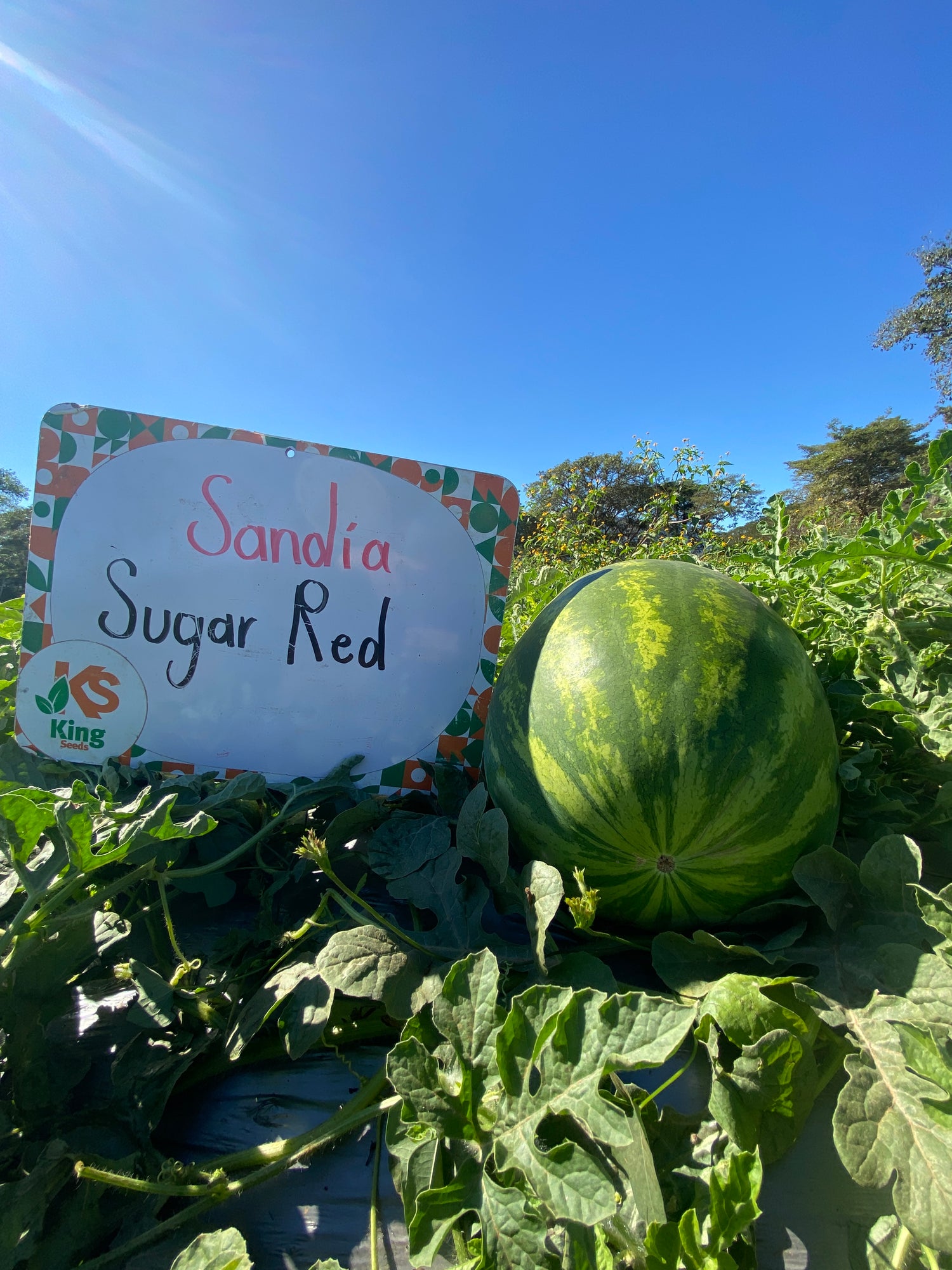 Sandia Sugar Red Sobre 5 Millares