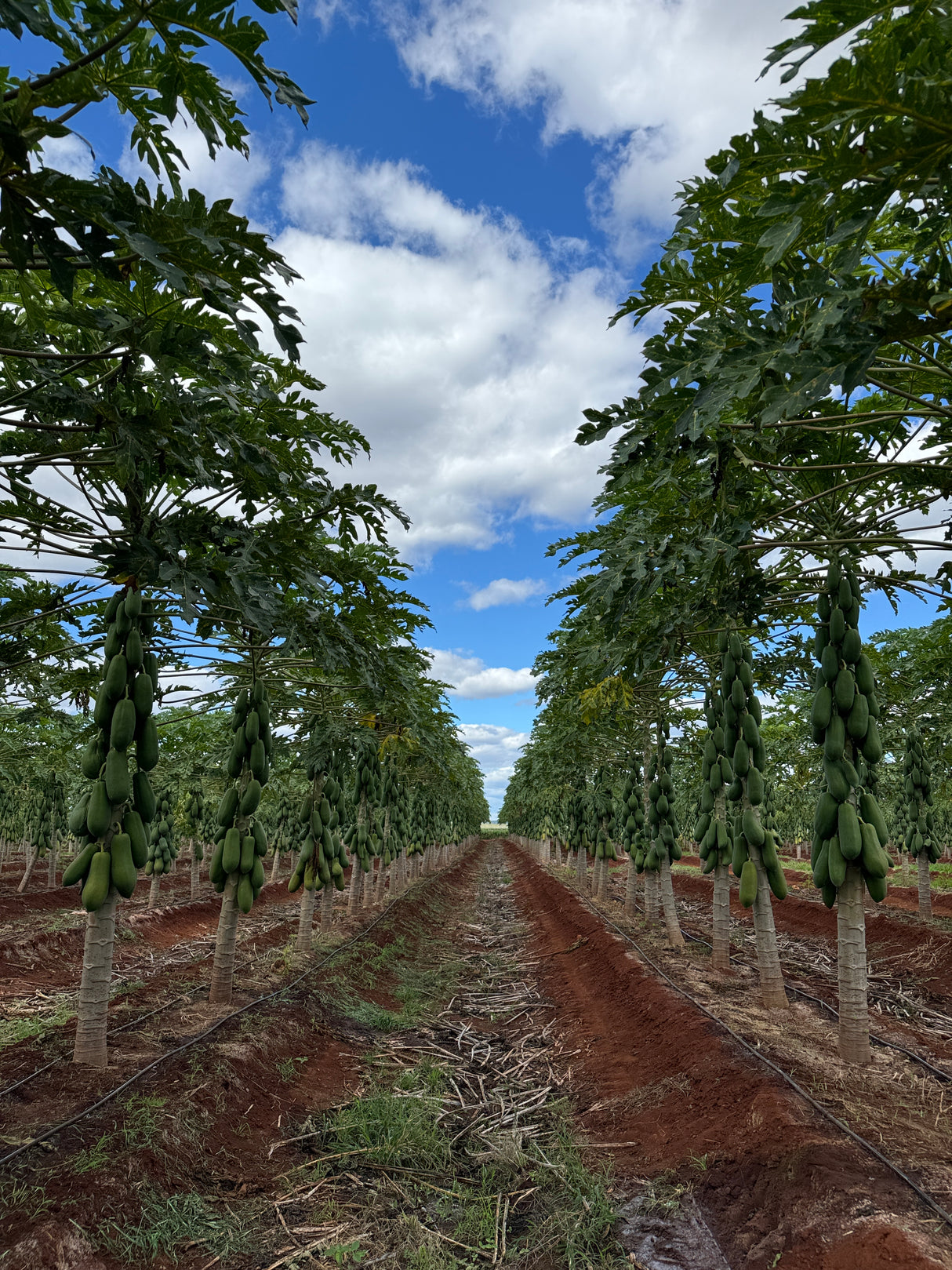 Papaya Passion Red Sobre 2.5 millares
