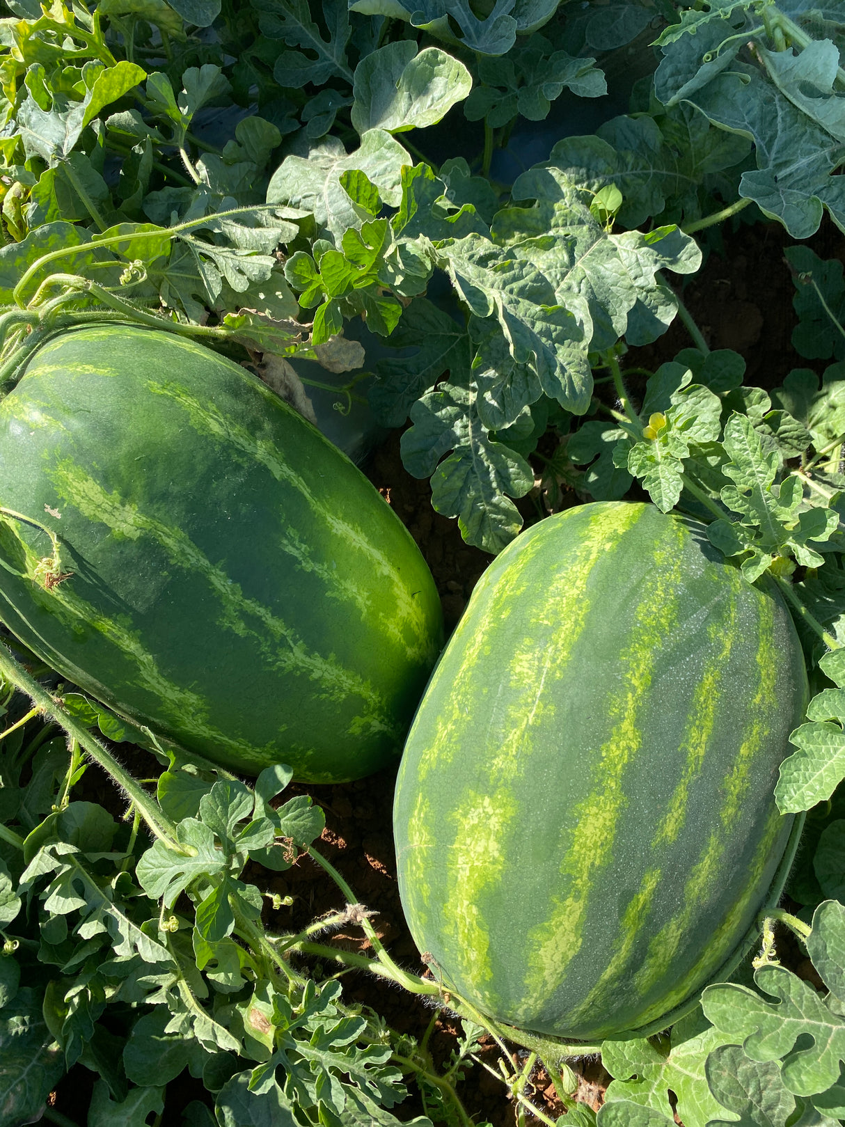 Sandia Deliciosa Sobre 5 Millares