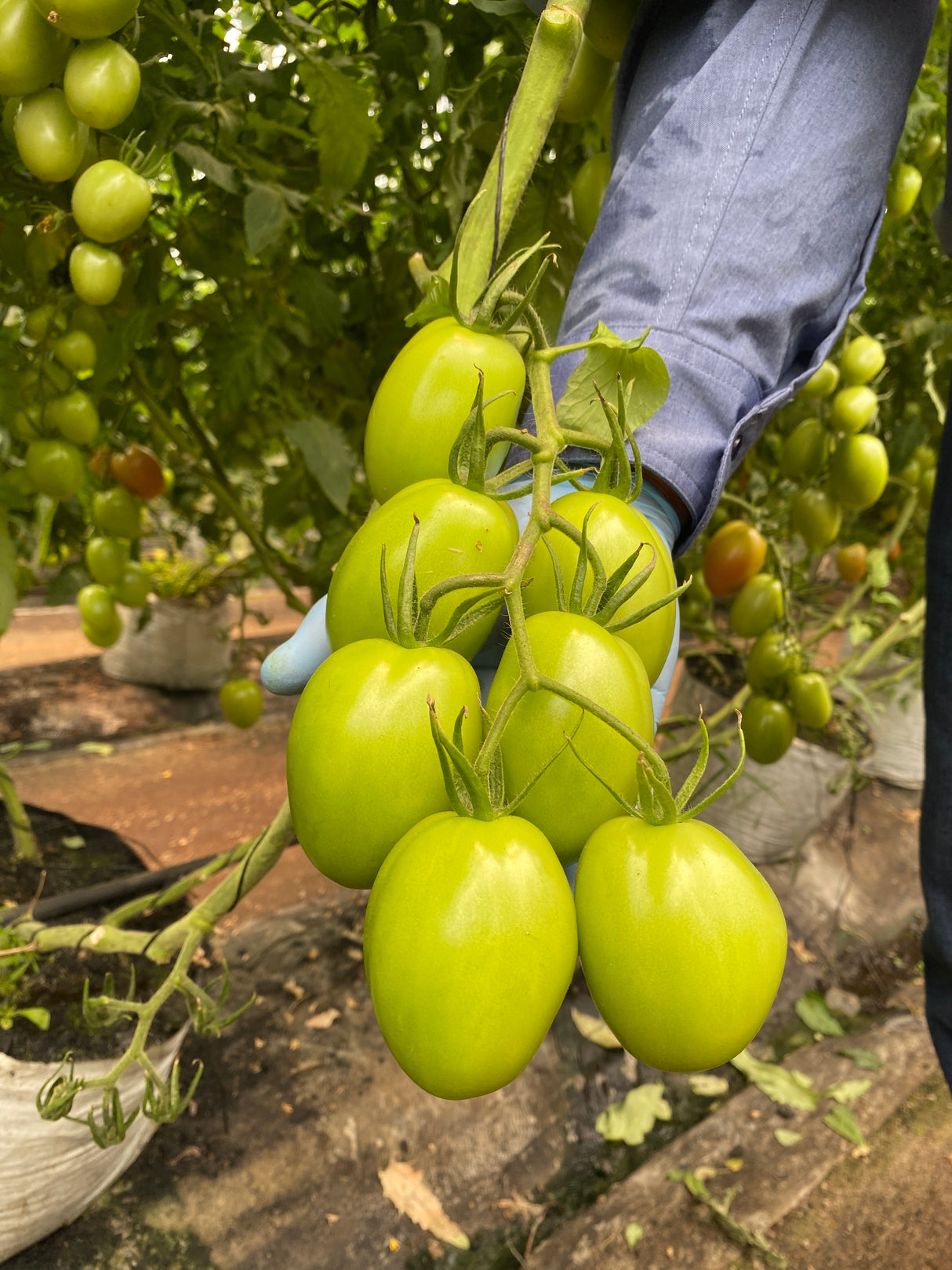 Tomate Zhoe Sobre 1 Millar