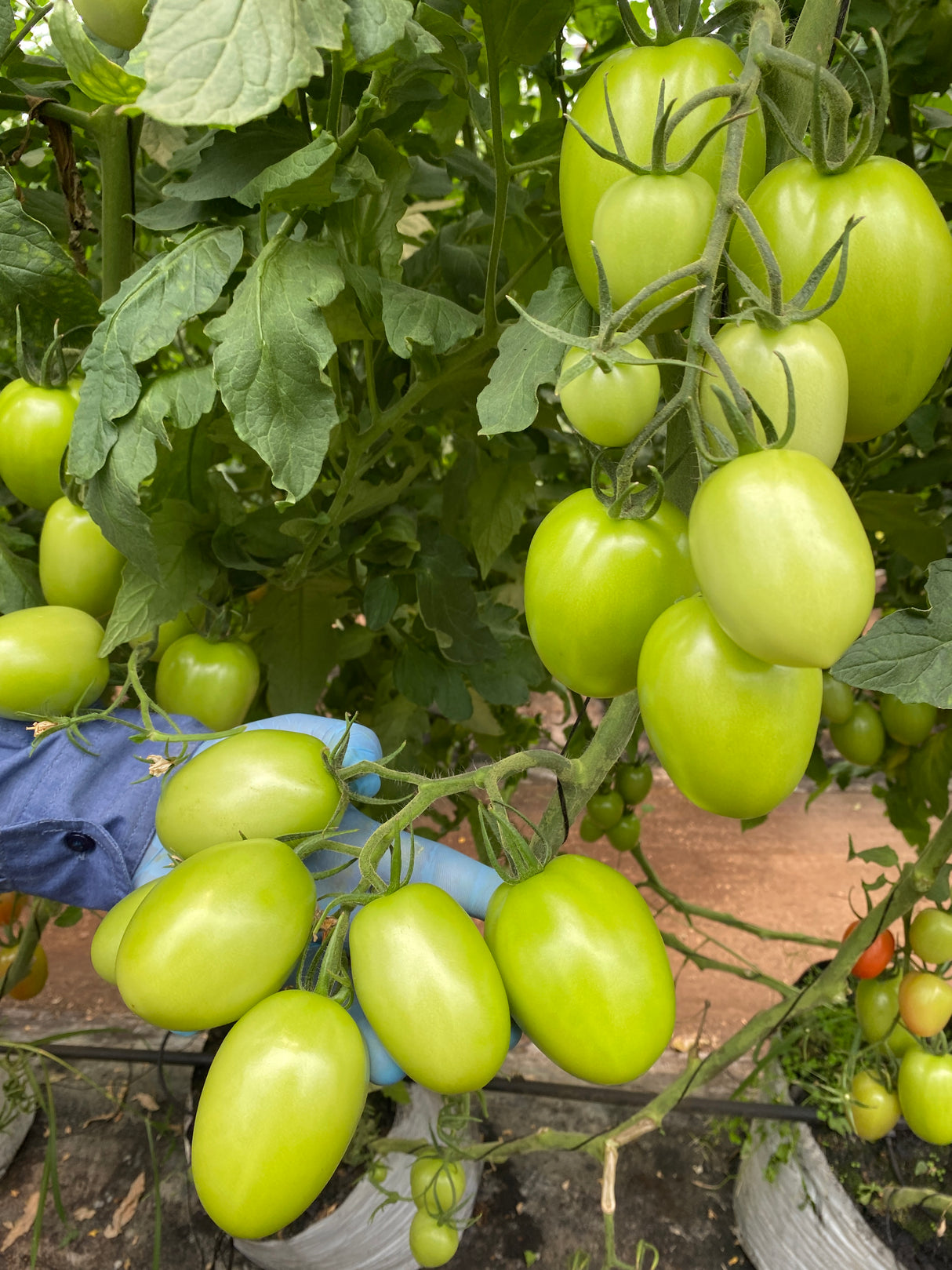 Tomate Zhoe Sobre 1 Millar