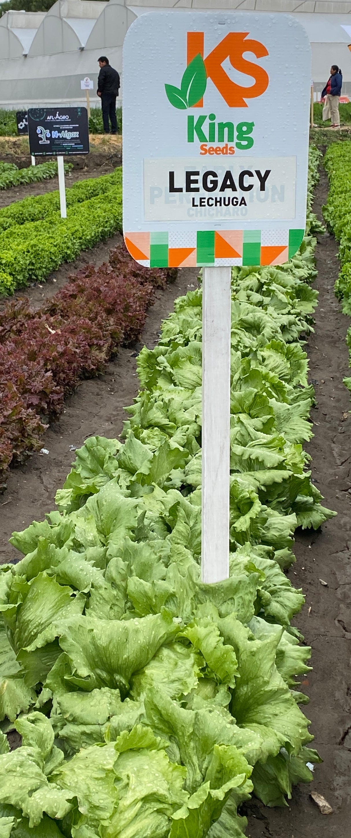 Lechuga Legacy Sobre 25 millares