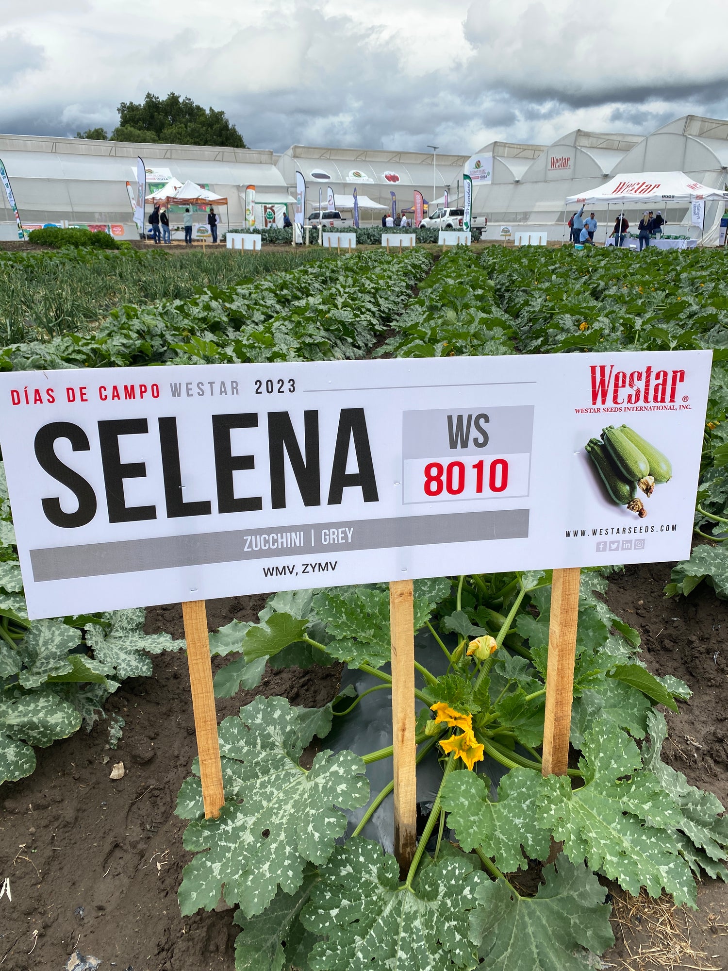 Calabaza Selena Sobre 3 Millares