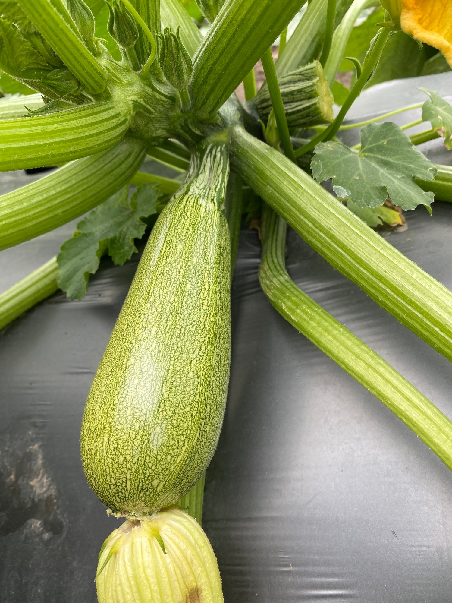 Calabaza Selena Sobre 3 Millares