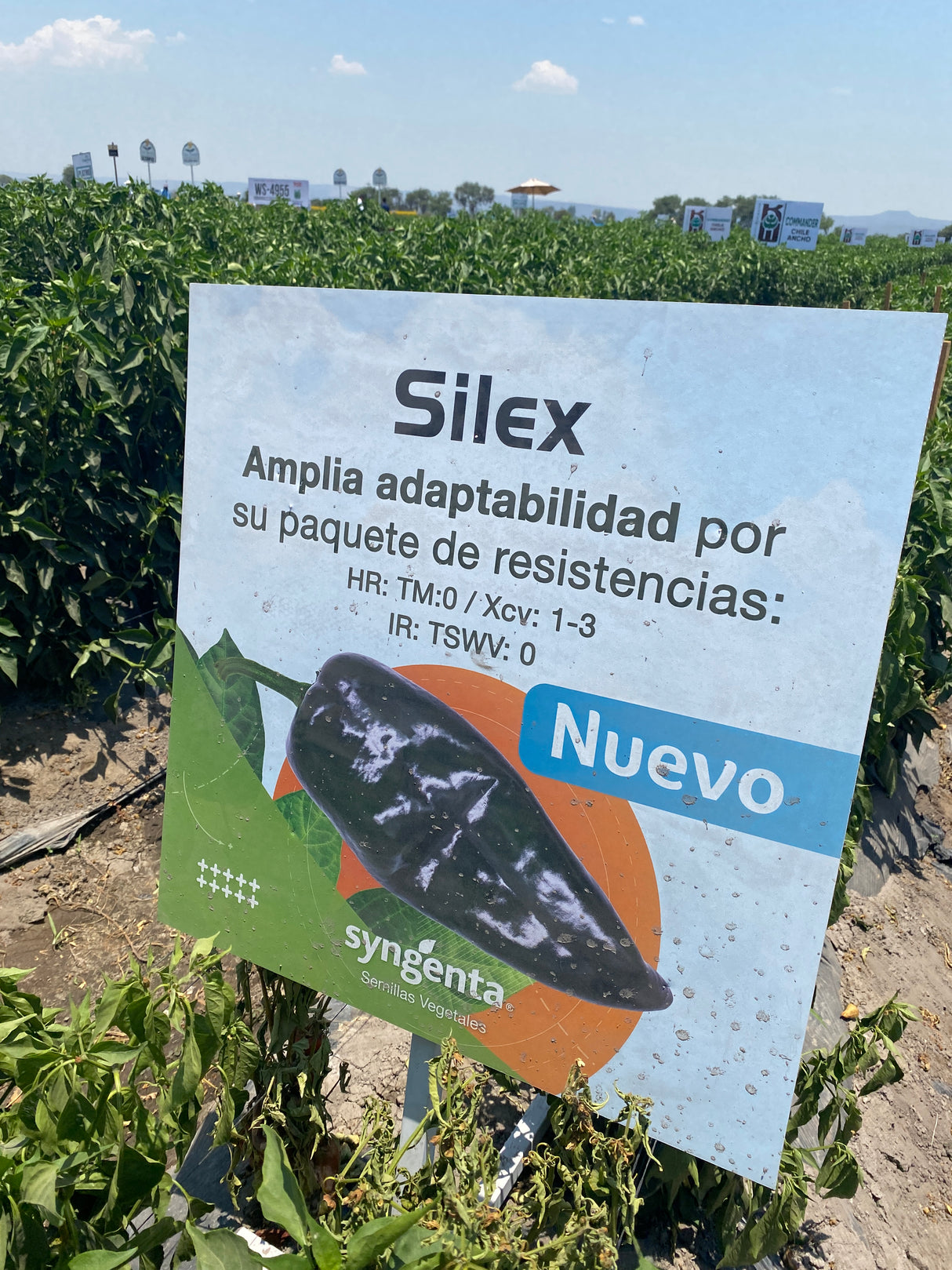 Chile Ancho Silex Sobre 1 millar sin tratamiento