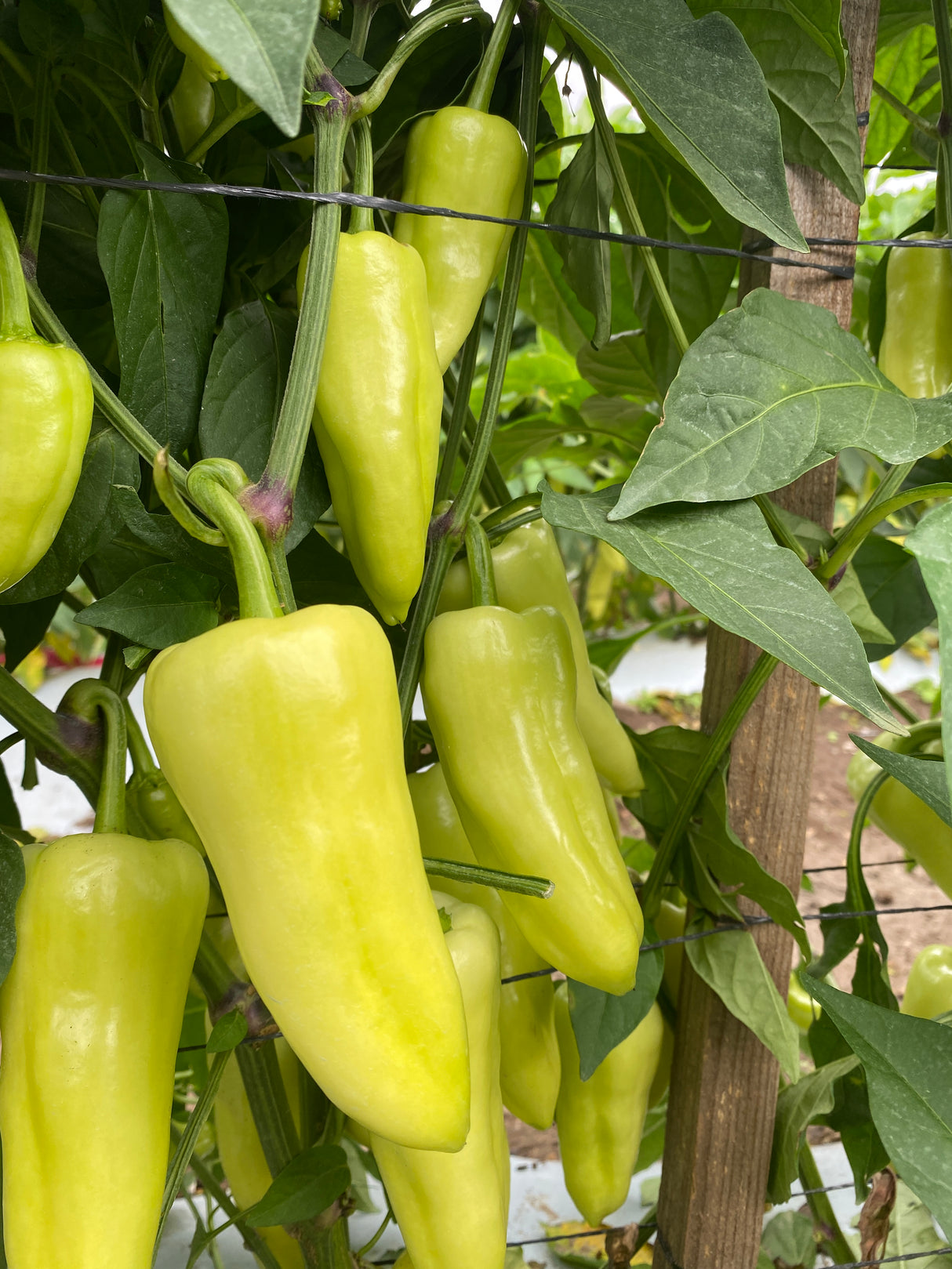 Chile Caloro Santa Fe WS-4793 Sobre 5 millares