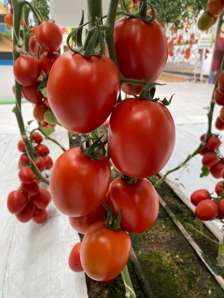 Tomate Guaynot St Tips22-003 Sobre 1 Millar