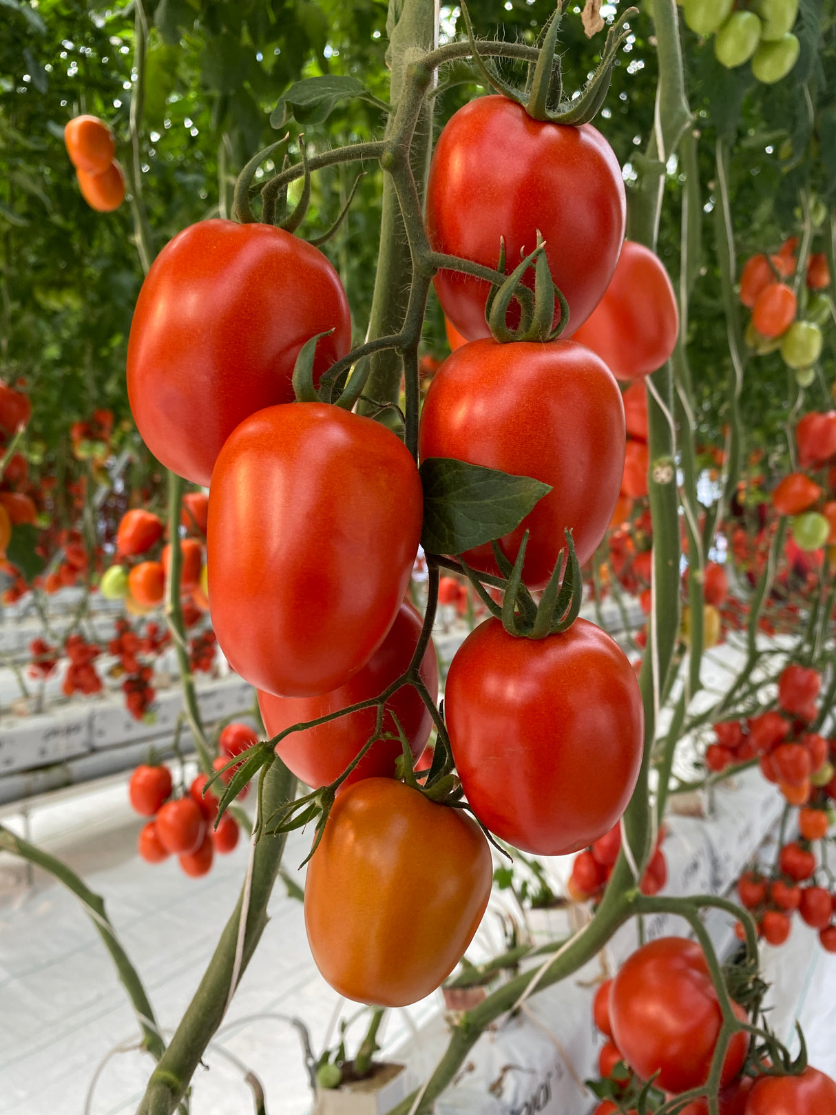 Tomate Valinor Sobre 1 millar