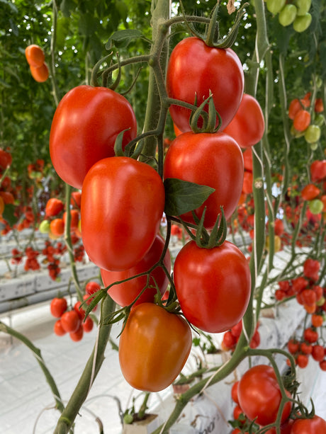 Tomate Valinor Sobre 1 millar