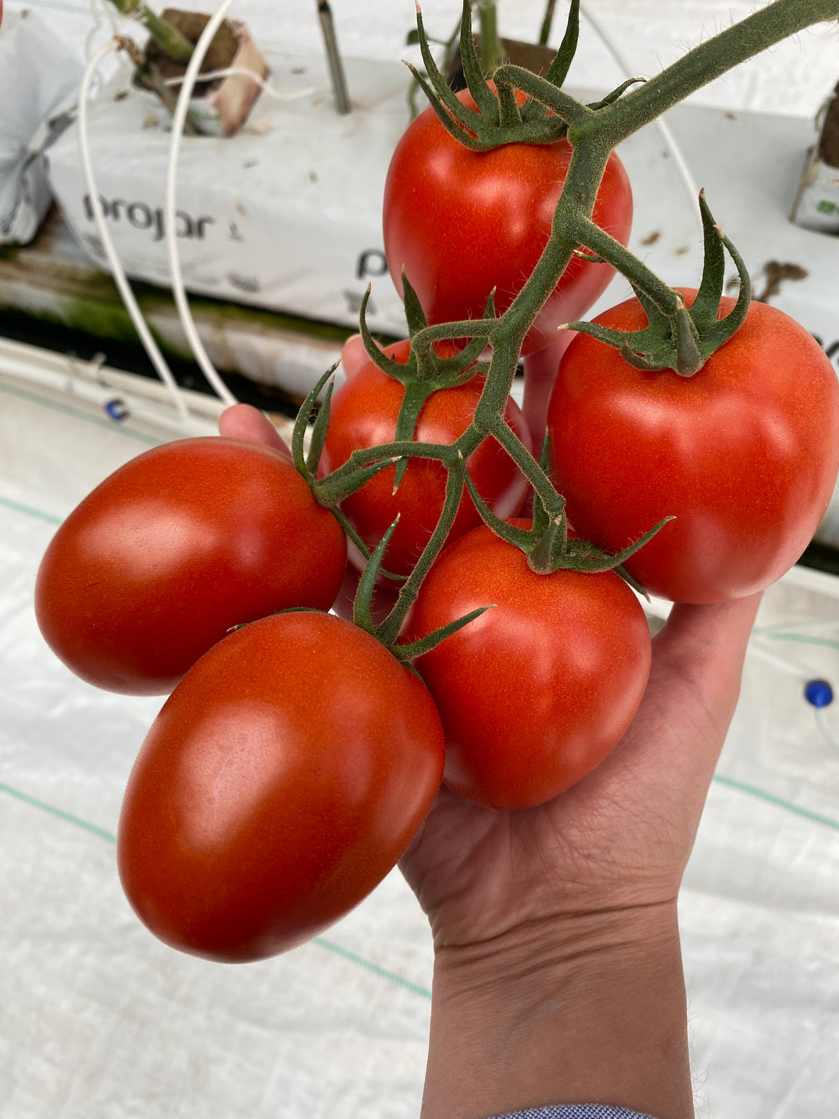 Tomate Valinor Sobre 1 millar