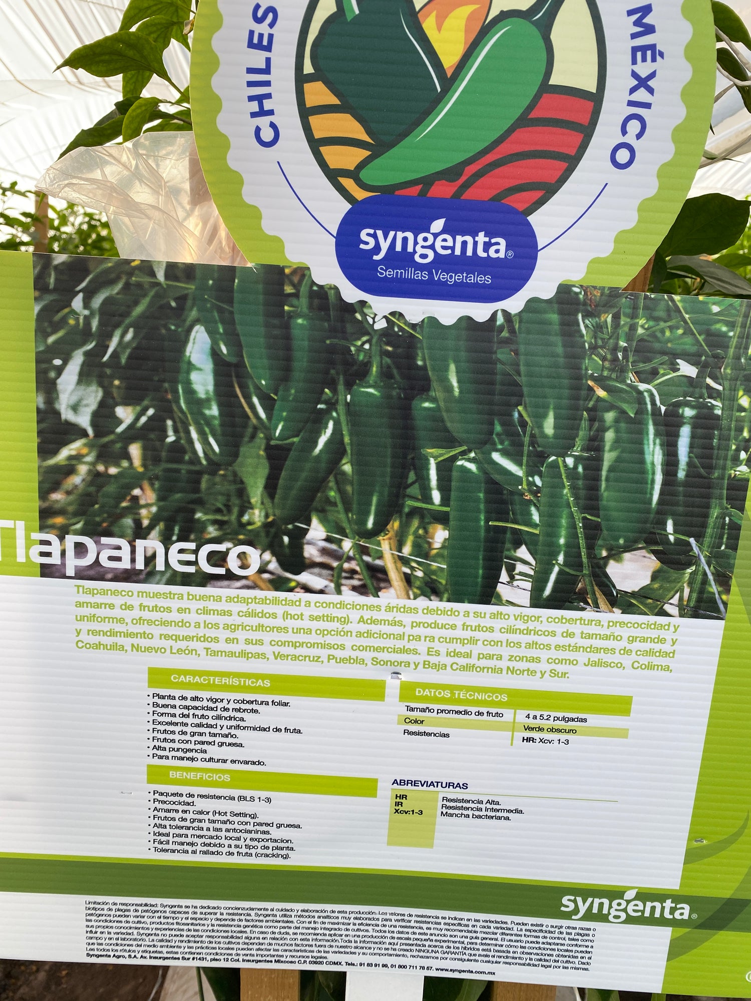 Chile Jalapeño Tlapaneco Sobre 2 millares sin tratamiento