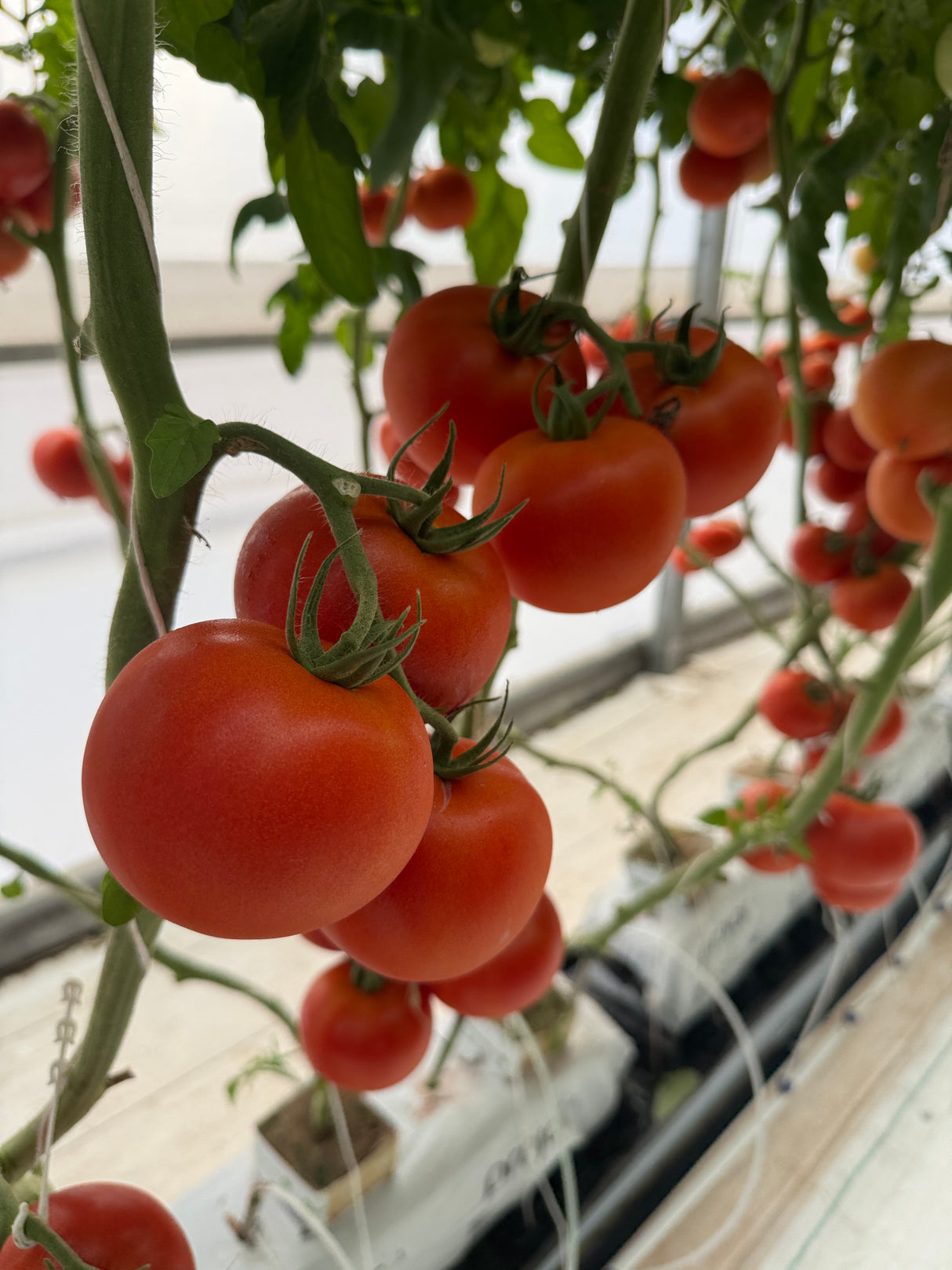 Tomate Barosor Sobre 1 millar