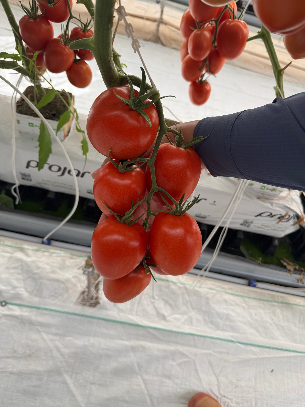 Tomate Dolmen Sobre 1 millar