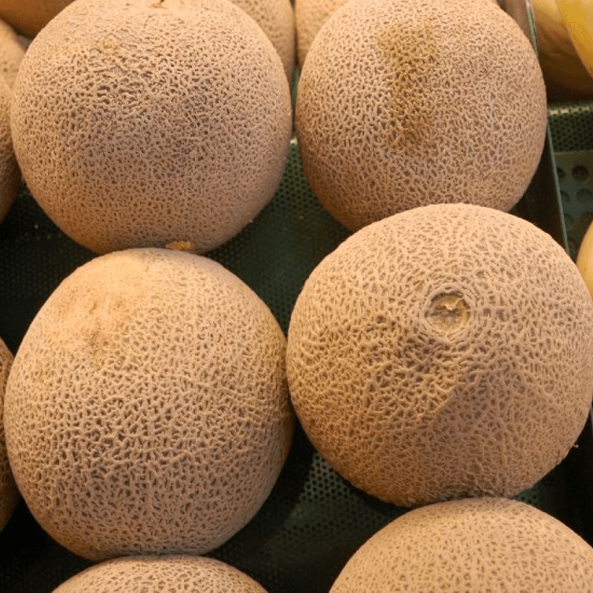 Melon Top Mark Sobre 1 Libra