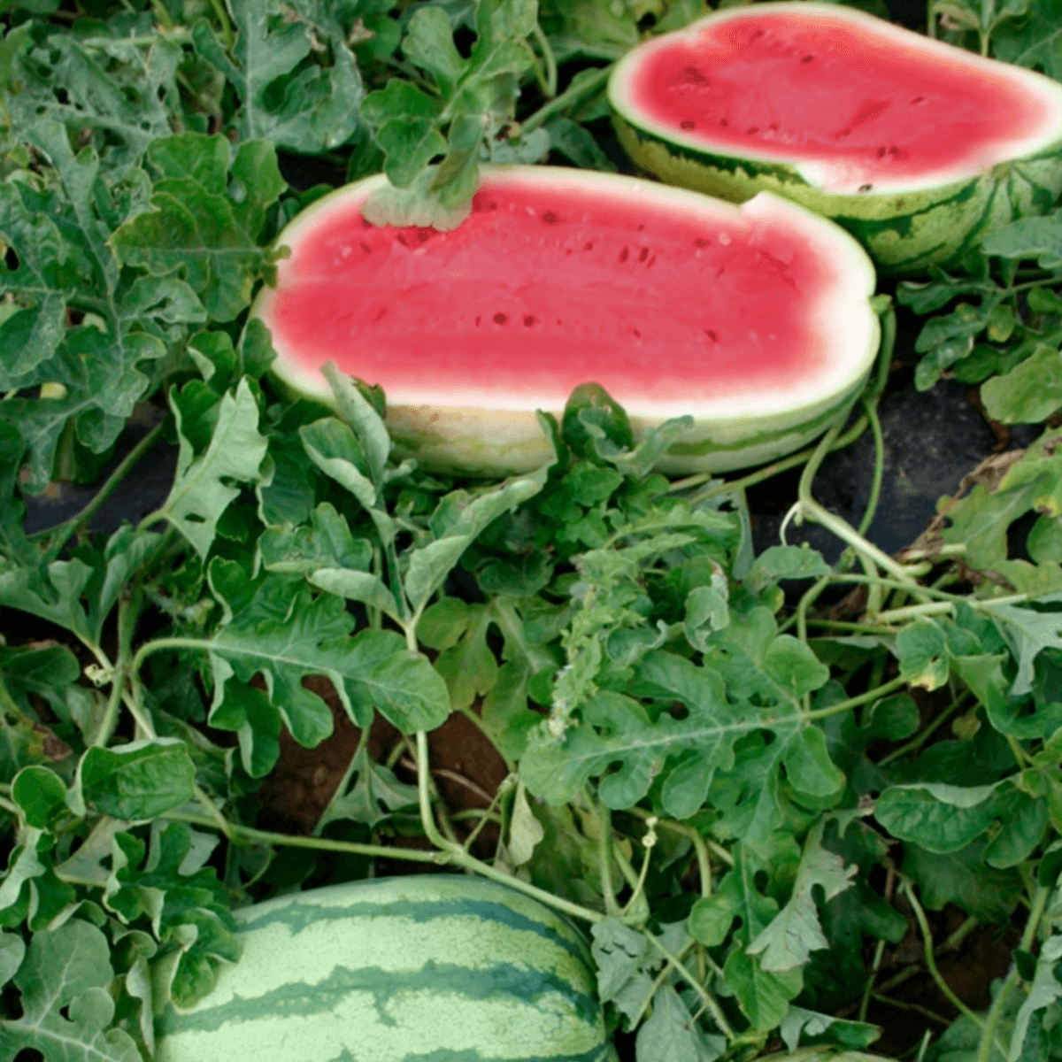 Sandía Jubilee Sobre 1 Libra