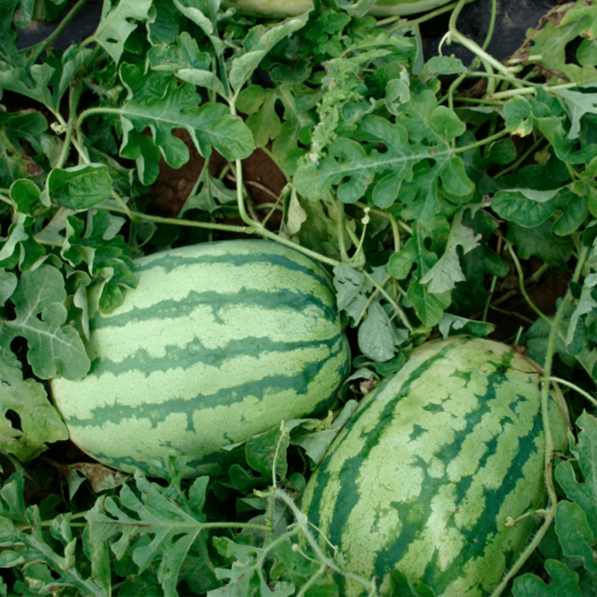 Sandía Jubilee Sobre 1 Libra