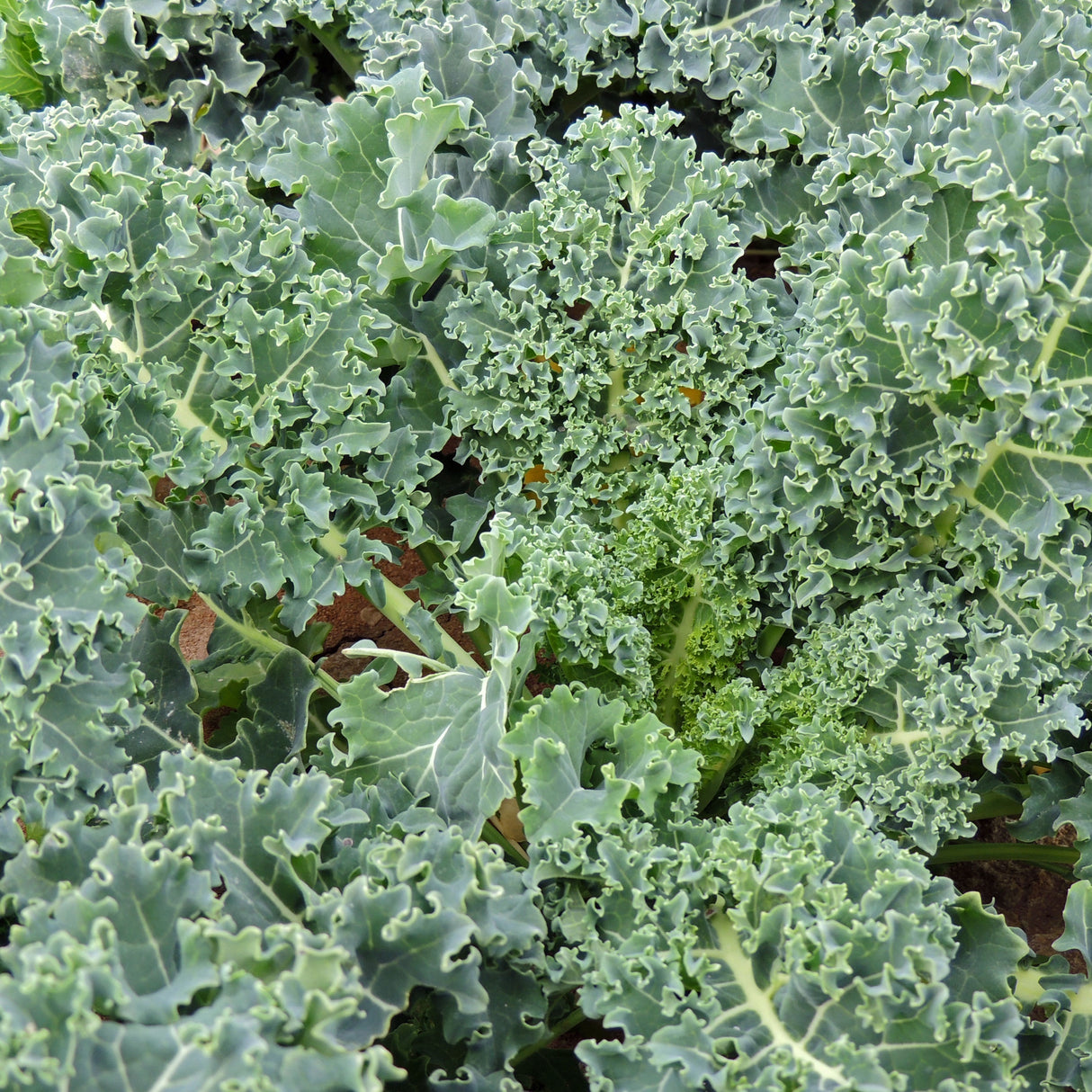 Kale Dwarf Blue Semi Curled Scotch Lb