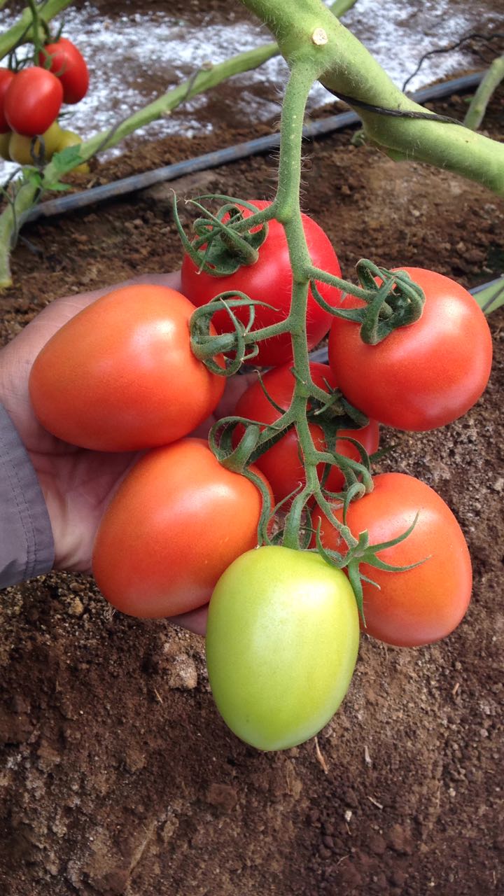 Tomate Kilates Sobre 1 Millar Descuento 25% (se aplica en el carrito)