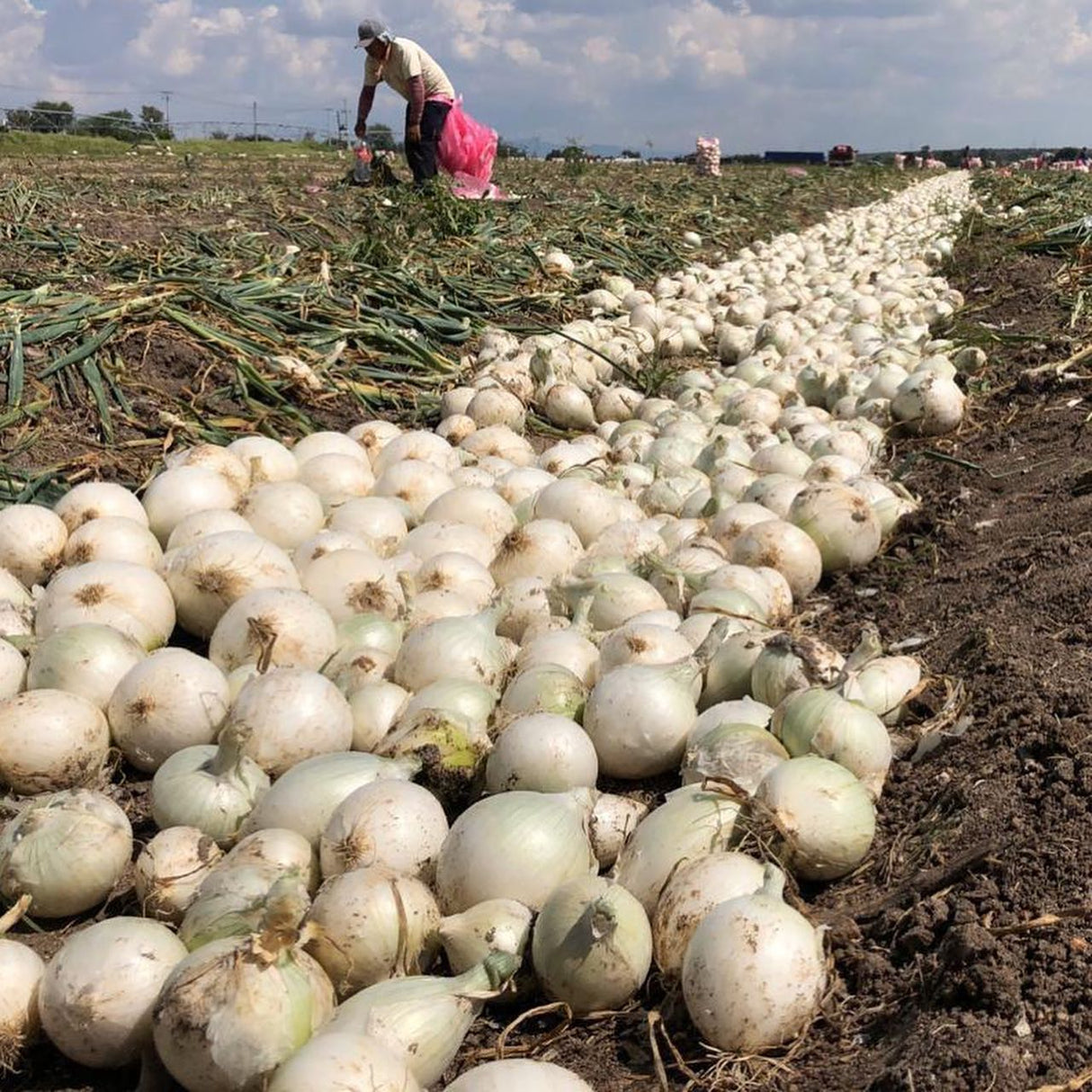 Cebolla Blanca KS-777 F1 Sobre 100 millares. Descuento 5% (se aplica en el carrito)