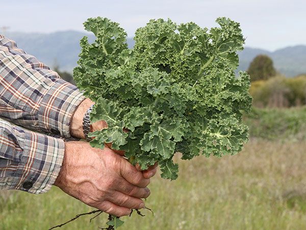 Kale Dwarf Siberian Plain Saco 26 LB