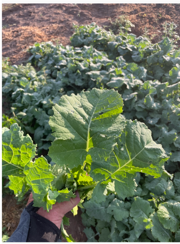 Kale Dwarf Siberian Plain Saco 26 LB