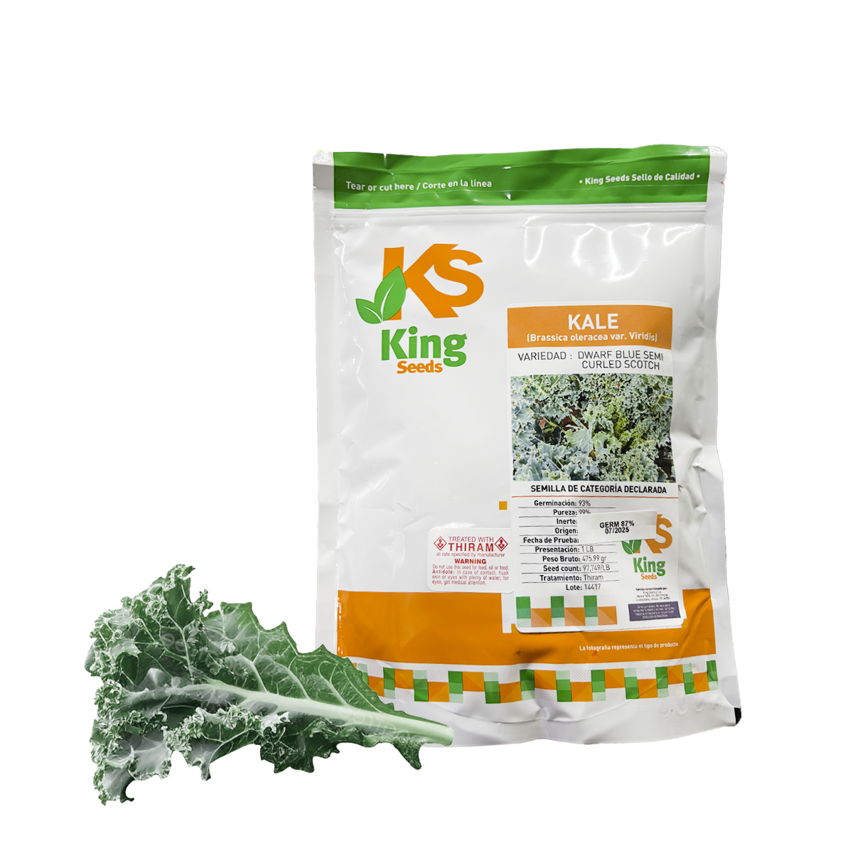 Kale Dwarf Blue Semi Curled Scotch Lb