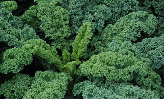 Kale Verde Green Curly Sob 1 Lb