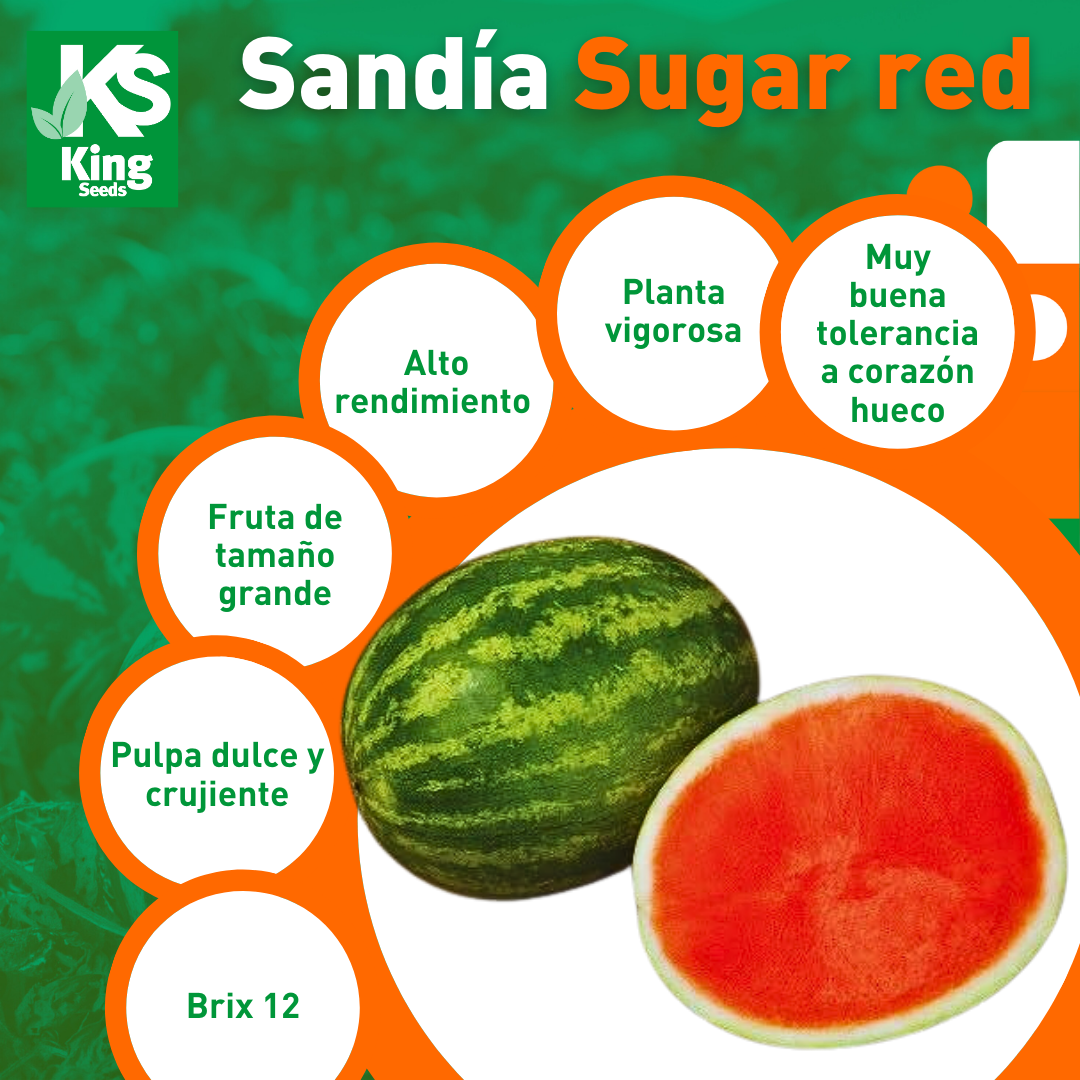 Sandia Sugar Red Sobre 5 Millares