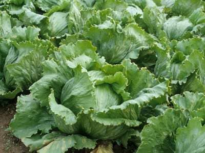 Lechuga Grandes Lagos Sobre 1 Lb