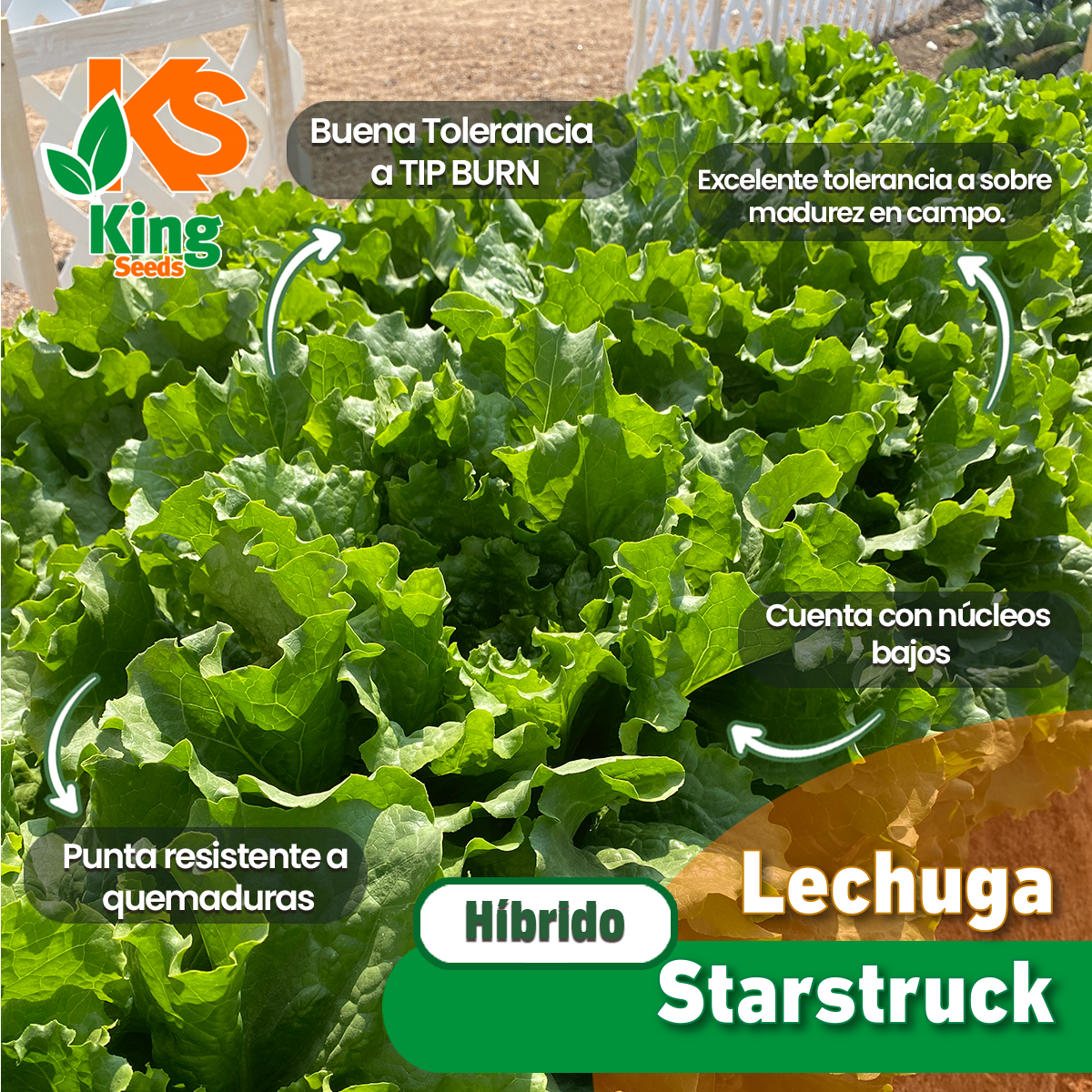 Lechuga Starstruck Sobre 25 millares sin tratamiento peletizada primed