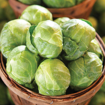 Col De Bruselas Long Island Sobre 1 Lb